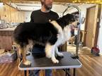 Adopt Blu a Tricolor (Tan/Brown & Black & White) Australian Shepherd / Mixed dog