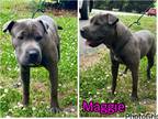 Adopt Maggie a Gray/Blue/Silver/Salt & Pepper Shar Pei / Mixed Breed (Large) /