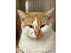 Adopt Peaches a Domestic Shorthair / Mixed (short coat) cat in Lunenburg