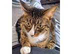 Adopt Merlin a Gray or Blue American Shorthair / Mixed (medium coat) cat in