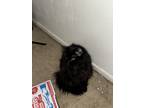 Adopt Storm a All Black Domestic Mediumhair / Mixed (medium coat) cat in Yuma