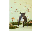 Adopt Dutchess a Black American Pit Bull Terrier / Mixed dog in Philadelphia
