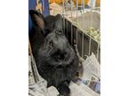 Adopt Hoppy Gilmore - Bonded to Hare-ison Ford a Black American / American /