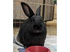 Adopt Hare-ison Ford - Bonded to Hoppy Gilmore a Black American / American /