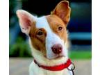 Adopt Rooby (CP) - Adopt Me! a Border Collie / Mixed dog in Lake Forest