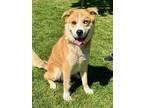 Adopt Beau HW+ a Red/Golden/Orange/Chestnut Husky / Mixed dog in Gainesville