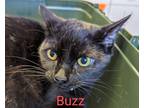 Adopt Buzz a All Black Domestic Shorthair / Domestic Shorthair / Mixed cat in