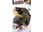 Adopt Cecilia (fergie) a Domestic Shorthair / Mixed cat in Sudbury