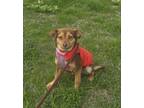 Adopt Kika a Brown/Chocolate Feist / Jack Russell Terrier / Mixed dog in