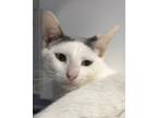 Adopt AyAyRon a White Domestic Shorthair / Domestic Shorthair / Mixed cat in