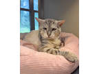 Adopt Eric Northman a Cream or Ivory Domestic Shorthair / Domestic Shorthair /