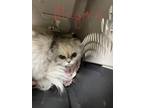 Adopt Megara a White Scottish Fold (medium coat) cat in Joplin, MO (41362590)