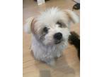Adopt Cleo a White - with Gray or Silver Pomeranian / Lhasa Apso / Mixed dog in