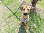 Adopt Brynn a Red/Golden/Orange/Chestnut Mixed Breed (Medium) / Mixed dog in