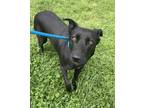 Adopt Zuri a Black Mixed Breed (Medium) / Mixed dog in Knoxville, TN (41321903)
