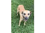 Adopt Sookie a Tan/Yellow/Fawn Mixed Breed (Medium) / Mixed dog in Knoxville