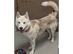 Adopt Theo a Tan/Yellow/Fawn Husky / Mixed dog in Mesquite, TX (41294068)