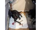 Adopt Calvin a Black Labrador Retriever / Mixed dog in Orlando, FL (41362414)