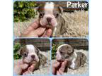 Boston Terrier Puppy for sale in Jacksonville, FL, USA