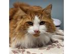 Adopt Anders a Orange or Red (Mostly) Domestic Longhair / Mixed (long coat) cat