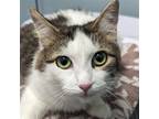 Adopt Cordelia a Brown Tabby Domestic Longhair / Mixed cat in Wilmington
