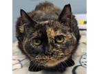 Adopt Lucia a Tortoiseshell Domestic Shorthair / Mixed cat in Wilmington