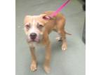 Adopt Georgio a American Staffordshire Terrier / Mixed dog in Raleigh