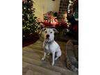 Adopt Nova a White American Staffordshire Terrier / Mixed dog in San Antonio