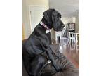 Adopt Ellington a Black Great Dane / Mixed dog in Glendale, CA (41362632)