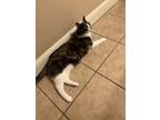 Adopt Maggie a Tortoiseshell American Shorthair / Mixed (short coat) cat in