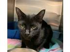 Adopt Tootsie a All Black Domestic Shorthair / Domestic Shorthair / Mixed cat in