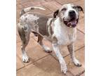 Adopt 55726217 a White Catahoula Leopard Dog / Terrier (Unknown Type