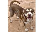 Adopt Sky a Tan/Yellow/Fawn Husky / Mixed dog in Shreveport, LA (41362257)