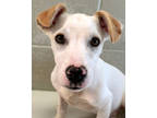 Adopt Britain a White Terrier (Unknown Type, Small) / Dachshund / Mixed dog in