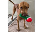 Adopt Rebel a Red/Golden/Orange/Chestnut Vizsla / Mixed dog in Victoria