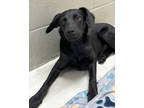 Adopt Cali a Black Terrier (Unknown Type, Small) / Dachshund / Mixed dog in