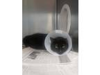 Adopt Goku a All Black Domestic Shorthair / Domestic Shorthair / Mixed cat in
