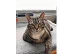 Adopt Lexy a Brown Tabby Domestic Shorthair / Mixed Breed (Medium) / Mixed