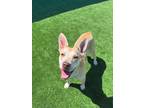 Adopt Tana a Tan/Yellow/Fawn American Pit Bull Terrier / Mixed dog in Fresno
