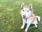 Adopt Red a Brindle Husky / Mixed Breed (Medium) / Mixed (short coat) dog in