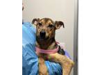 Adopt Enola a Brown/Chocolate Shepherd (Unknown Type) / Mixed dog in Fresno
