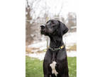 Adopt Leo - Kitchener a Black Mixed Breed (Large) / Mixed dog in Kitchener