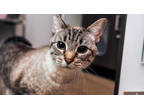 Adopt Dolce a Tan or Fawn Domestic Shorthair / Mixed Breed (Medium) / Mixed