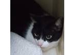 Adopt Sweety a All Black Domestic Shorthair / Domestic Shorthair / Mixed cat in