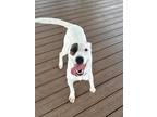 Adopt Trudy a White Labrador Retriever / Shepherd (Unknown Type) / Mixed (short