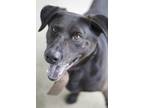 Adopt Armstrong a Black Labrador Retriever / Mixed dog in Ottumwa, IA (41361913)