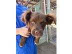 Adopt Rain a Brown/Chocolate Terrier (Unknown Type, Small) / Mixed dog in