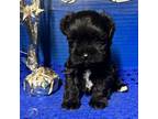 Schnauzer (Miniature) Puppy for sale in Eastman, GA, USA