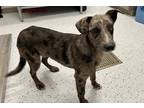 Adopt Scooter a Merle Catahoula Leopard Dog / Mixed Breed (Medium) / Mixed dog