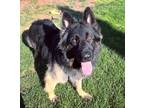 Adopt Rocky the Shepherd a Black - with Tan, Yellow or Fawn German Shepherd Dog